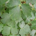 Aquilegia vulgaris Yaprak