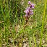 Dactylorhiza fuchsii花