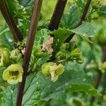 Scrophularia trifoliata Flower