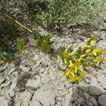 Senecio friesii