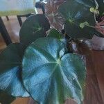 Begonia minor Leaf