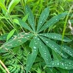 Lupinus perennis Blad