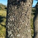 Quercus ilex Bark