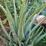 Aloe succotrina Blatt