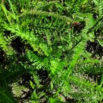 Achillea setacea Leaf