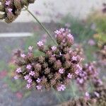 Verbena brasiliensis Blüte