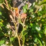 Grewia trichocarpa Kukka