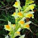 Linaria vulgaris Květ
