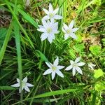 Ornithogalum divergensFlower