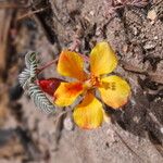 Hoffmannseggia minor Flower
