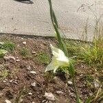 Gladiolus tristis Květ