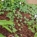 Ipomoea cordatotriloba Habitus