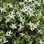 Daphne oleoides Цветок