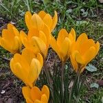 Crocus chrysanthus Květ