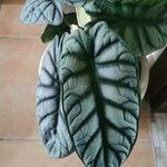 Alocasia baginda Лист