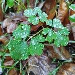 Aquilegia canadensis Leaf