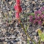 Rumex bucephalophorusFlors