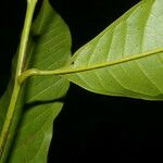 Guatteria rostrata Leaf