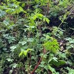 Erodium cheilanthifolium ফুল