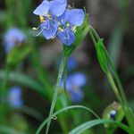 Commelina dianthifolia Habitus