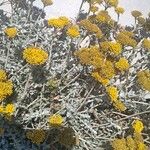 Ελιχρυσο Helichrysum orientale (L.) Gaertn.Kukka