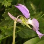 Viola cornuta Flower