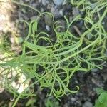 Nigella hispanica Levél