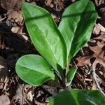 Andersonglossum virginianum Folha