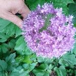 Allium giganteumFlower