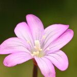 Epilobium alsinifolium Цвят