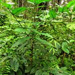 Bertiera racemosa Vivejo