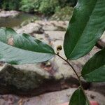 Uvaria obanensis Hoja