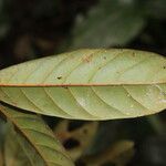 Coelocaryon preussii Hoja