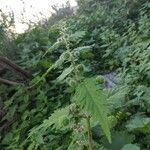 Urtica pilulifera Blatt