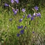 Campanula sibirica Habitus