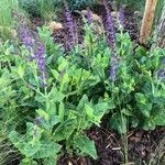 Salvia nemorosa ফুল