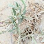 Matthiola longipetala Leaf