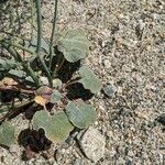 Eriogonum deflexum List