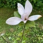 Magnolia x soulangeana Φύλλο