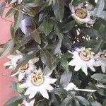Passiflora caerulea Кветка