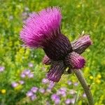 Cirsium rivulare 花