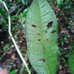 Heisteria cauliflora Leaf