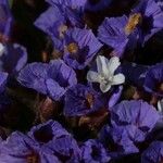 Limonium brassicifolium Цвят