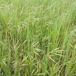 Bromus commutatus പുഷ്പം