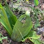 Platanthera bifolia Lapas