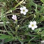 Petrorhagia saxifraga Flower
