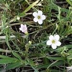 Petrorhagia saxifraga Цвят