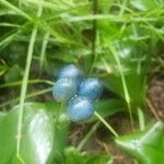 Clintonia borealis Fruit