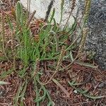 Plantago coronopus Habitus