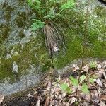 Dicentra eximia Habitus